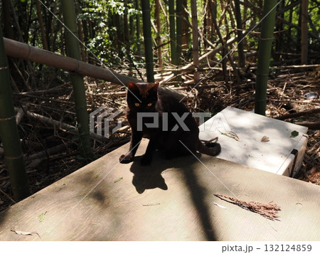 おもちゃで遊ぶ可愛い子猫達 132124859