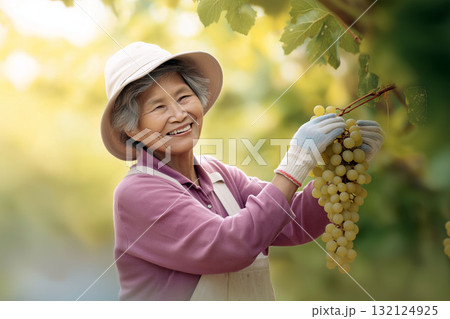 Smiling elderly woman harvesting white grapes in vineyard on sunny day, wearing hat and gloves Smiling elderly woman harvesting white grapes in vineyard on sunny day, wearing hat and gloves 132124925