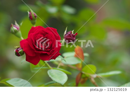 グリーンと赤い薔薇 グリーンと赤い薔薇 132125019