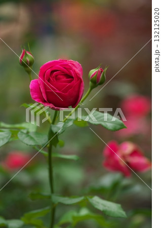 薔薇園 薔薇園 132125020