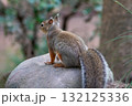 木の実を食べるリス 132125336