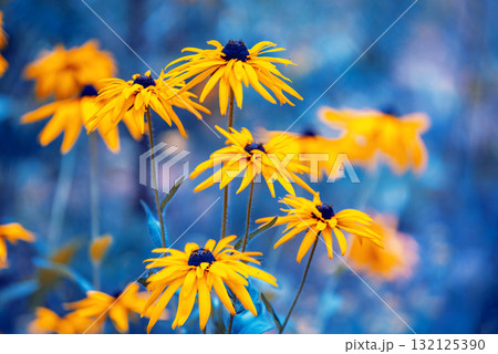 Flowering Rudbeckia hirta (Black-eyed Susan) flowers in the garden in summer. Nature background Flowering Rudbeckia hirta (Black-eyed Susan) flowers in the garden in summer. Nature background 132125390