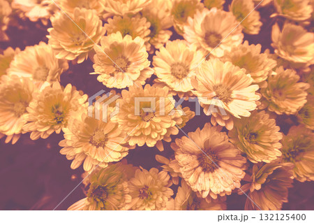 Nature flower background. Flowering chrysanthemum on the field in autumn in chocolate color Nature flower background. Flowering chrysanthemum on the field in autumn in chocolate color 132125400
