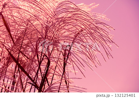 Miscanthus grass against sunset pink sky. Nature background Miscanthus grass against sunset pink sky. Nature background 132125401