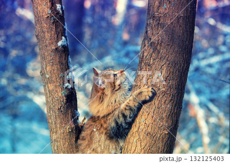 Cat sitting on the tree. Siberian cat walking in the forest Cat sitting on the tree. Siberian cat walking in the forest 132125403