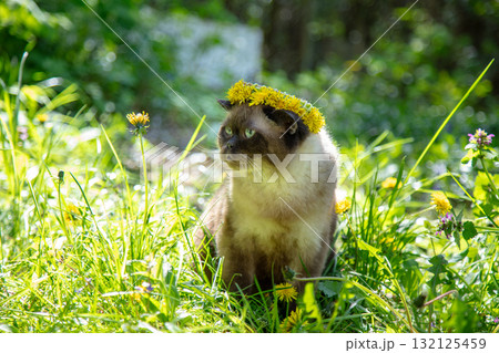 Seal Point cat wearing a wreath of dandelion flowers sits in the garden on a sunny summer day Seal Point cat wearing a wreath of dandelion flowers sits in the garden on a sunny summer day 132125459