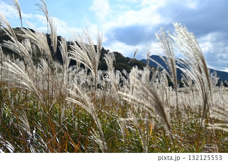 10月、奈良曽爾高原、秋風に揺れるススキ 132125553