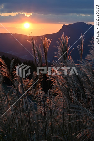 10月、奈良曽爾高原、夕日に照らされるススキ 10月、奈良曽爾高原、夕日に照らされるススキ 132125573