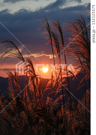 10月、奈良曽爾高原、夕日に照らされるススキ 132125575