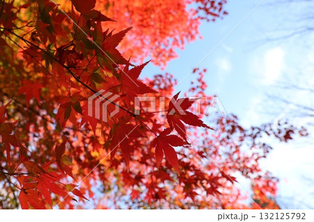 秋の空と紅葉 秋の空と紅葉 132125792