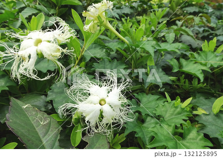 キカラスウリの雌花:日中に咲いていた烏瓜を真上から/埼玉県・10月 キカラスウリの雌花:日中に咲いていた烏瓜を真上から/埼玉県・10月 132125895