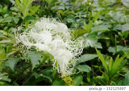 キカラスウリの雌花：日中に咲いていた烏瓜を横から／埼玉県・10月 132125897