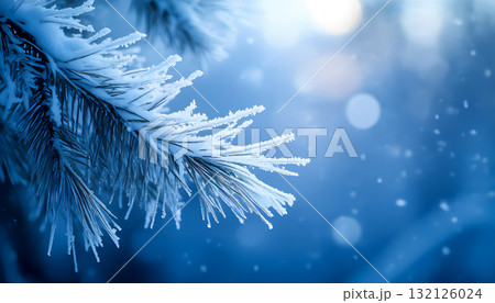 A frost-covered spruce branch against a blue winter background. A magical Christmas and New Year. A frost-covered spruce branch against a blue winter background. A magical Christmas and New Year. 132126024