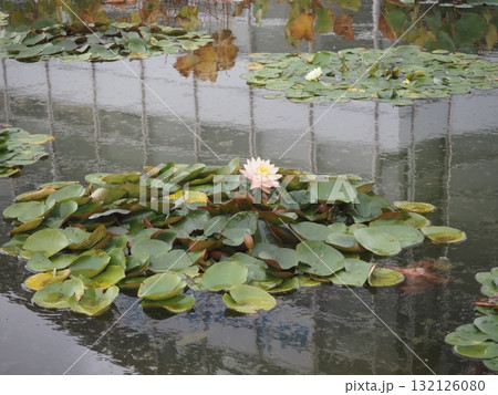 アオサギ 132126080