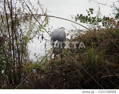 アオサギ 132126088