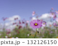 青空とピンクのコスモスの花 132126150