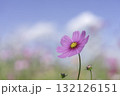 青空とピンクのコスモスの花 132126151