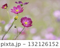 満開のコスモスの花　背景素材 132126152