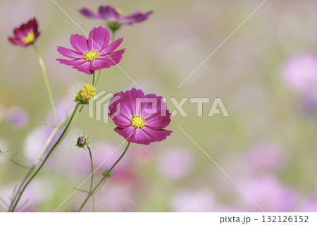 満開のコスモスの花 背景素材 満開のコスモスの花 背景素材 132126152