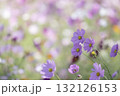 満開のコスモスの花　背景素材 132126153