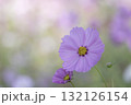 満開のコスモスの花　背景素材 132126154