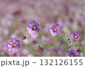 満開のコスモスの花　背景素材 132126155