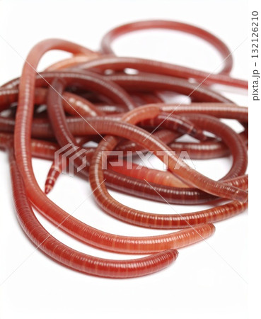 Worms close view over white background, no shadow 132126210