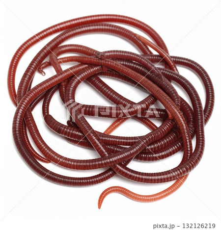 Worms close view over white background, no shadow Worms close view over white background, no shadow 132126219