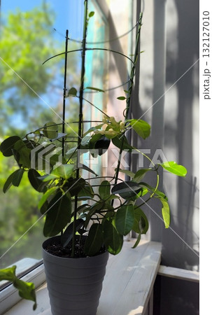 Blooming Stephanotis Plant on a Windowsill with Natural Light, a Botanical Indoor Scene Blooming Stephanotis Plant on a Windowsill with Natural Light, a Botanical Indoor Scene 132127010