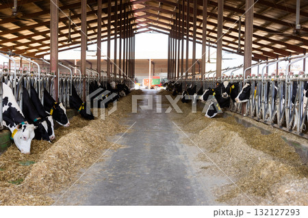 Cows feeding on hay in barn 132127293
