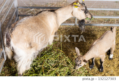 Goats feed in pen on livestock farm 132127303