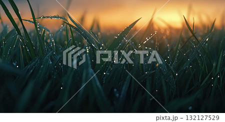 Glistening Dewdrops on Fresh Green Grass at Sunrise Creating a Bright and Refreshing Background 132127529