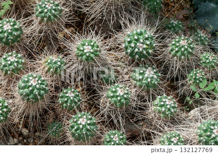 トゲが長い変種と知られるチョウシハクリュウマル造形 トゲが長い変種と知られるチョウシハクリュウマル造形 132127769