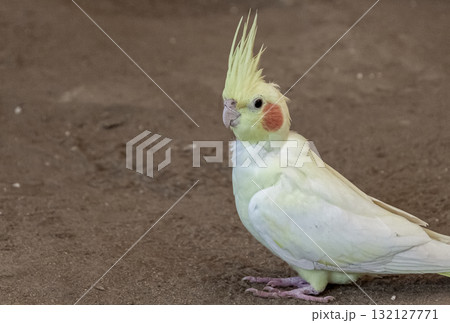 頬に橙色のチークパッチが可愛いオカメインコ容姿 132127771