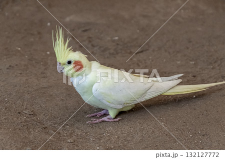 頬に橙色のチークパッチが可愛いオカメインコ容姿 132127772