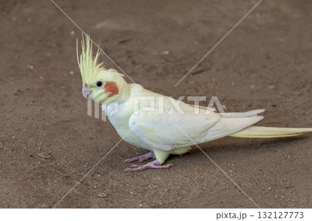 頬に橙色のチークパッチが可愛いオカメインコ容姿 頬に橙色のチークパッチが可愛いオカメインコ容姿 132127773