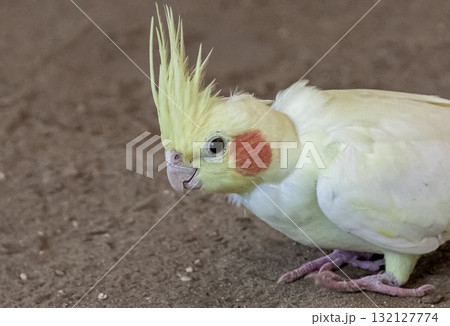 頬に橙色のチークパッチが可愛いオカメインコ容姿 132127774