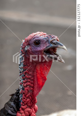 ザ・生き物【七面鳥の容姿】 132127775