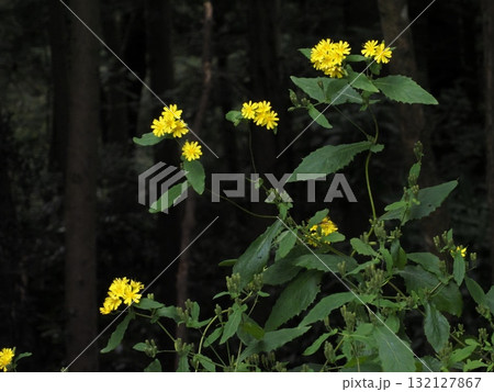 山路を彩るヤクシソウ 132127867