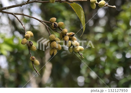 自然　植物　オキナワジイ、石垣島の照葉樹林で。開花から二年目の秋、たわわに実ったどんぐりです 132127950