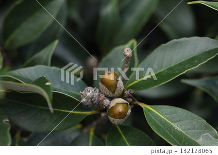 自然　植物　オキナワジイ、琉球と八重山の固有亜種。こちらは顔をのぞかせたどんぐり 132128065