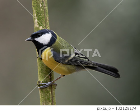 tit sitting on a tree branch against a blurred background tit sitting on a tree branch against a blurred background 132128174