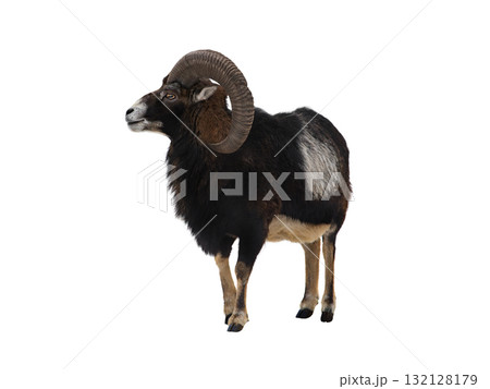Ovis orientalis isolated on white background Ovis orientalis isolated on white background 132128179
