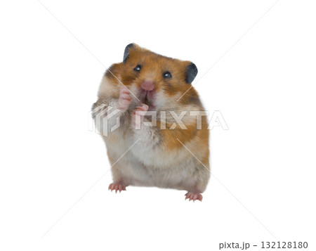 Syrian hamster isolated on white background 132128180