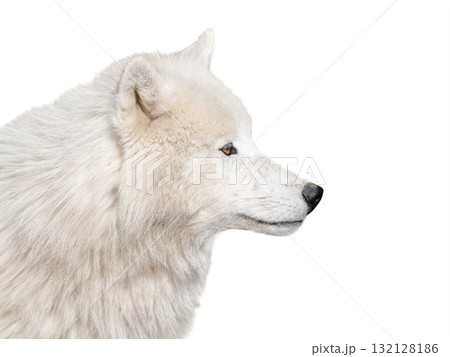 polar wolf portrait isolated on white background polar wolf portrait isolated on white background 132128186
