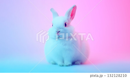 Cute white rabbit sitting against a vibrant pink and blue background 132128210