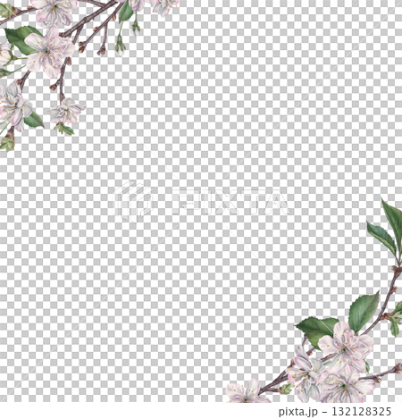 Square frame with white cherry flowers, buds, green leaves and tree branch in the corner with space for text. Hand drawn watercolor illustration of spring blooming elements on isolated background Square frame with white cherry flowers, buds, green leaves and tree branch in the corner with space for text. Hand drawn watercolor illustration of spring blooming elements on isolated background 132128325