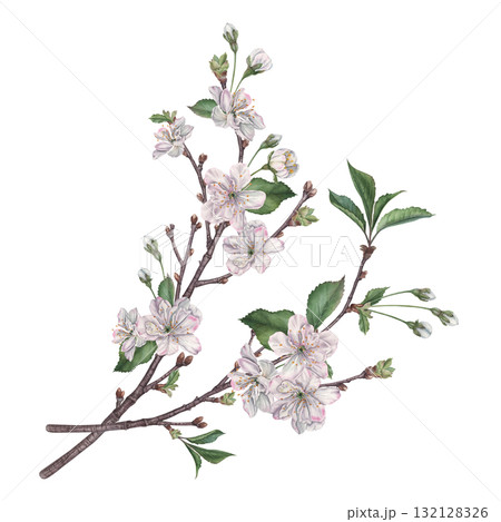 Delicate cherry blossom branches. Hand drawn watercolor illustration of spring flowers with soft, ethereal petals and tender green leaves on an isolated background. Exquisite floral composition Delicate cherry blossom branches. Hand drawn watercolor illustration of spring flowers with soft, ethereal petals and tender green leaves on an isolated background. Exquisite floral composition 132128326