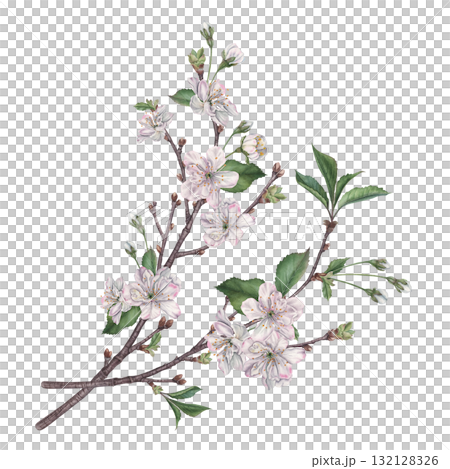 Delicate cherry blossom branches. Hand drawn watercolor illustration of spring flowers with soft, ethereal petals and tender green leaves on an isolated background. Exquisite floral composition Delicate cherry blossom branches. Hand drawn watercolor illustration of spring flowers with soft, ethereal petals and tender green leaves on an isolated background. Exquisite floral composition 132128326