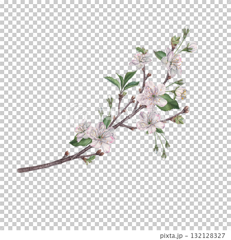 Branch of blossom cherry tree with flowers, green leaves and buds. Hand drawn watercolor illustration of spring blooming elements on isolated background. Suitable for invitations, posters or cards Branch of blossom cherry tree with flowers, green leaves and buds. Hand drawn watercolor illustration of spring blooming elements on isolated background. Suitable for invitations, posters or cards 132128327